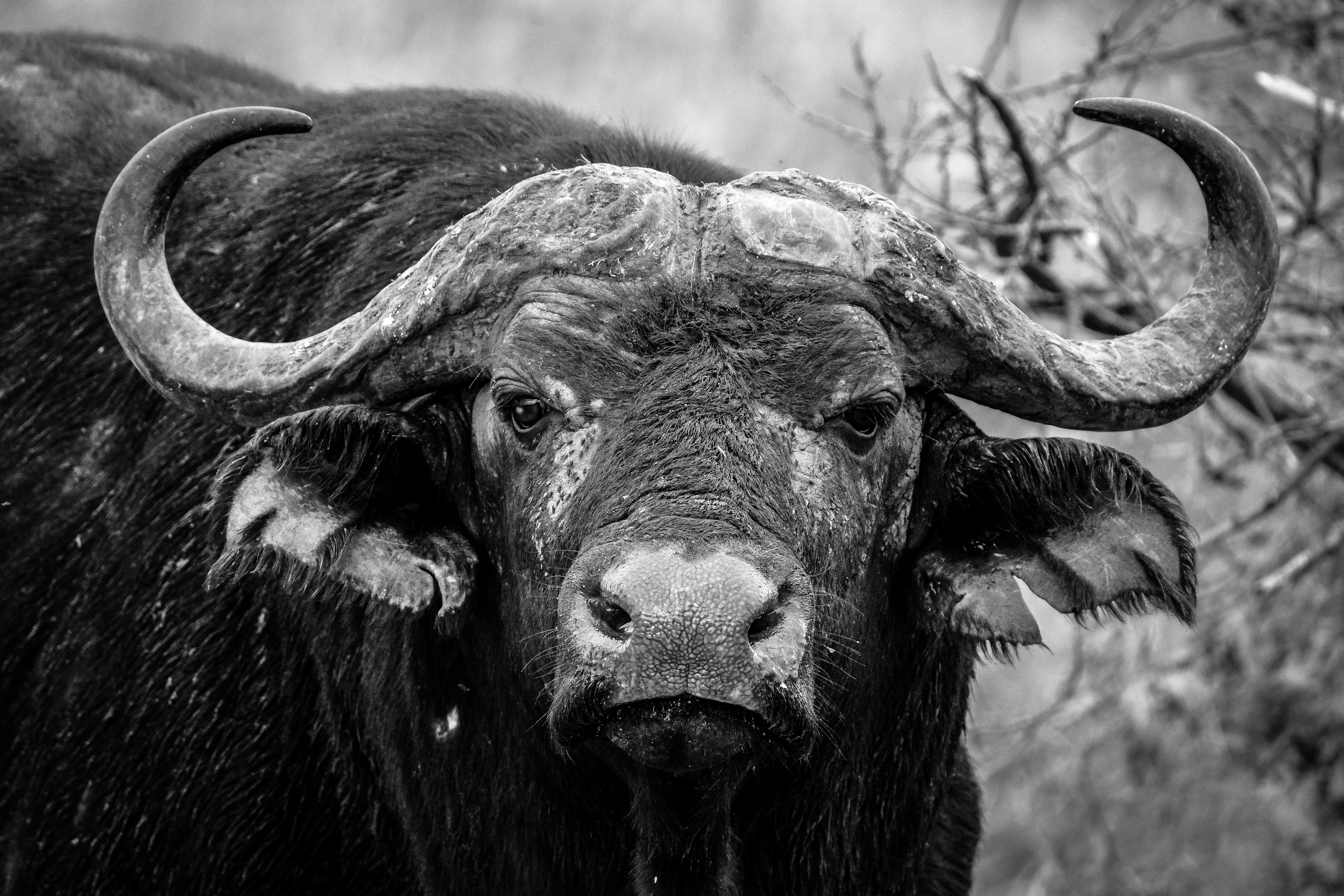 Foto de stock gratuita sobre animal, animal salvaje, blanco y negro