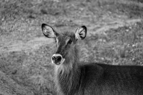 Grayscale Photography of Goat