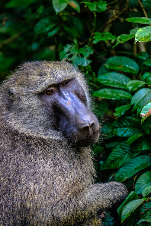 Monkey Near Green Leafed Tree