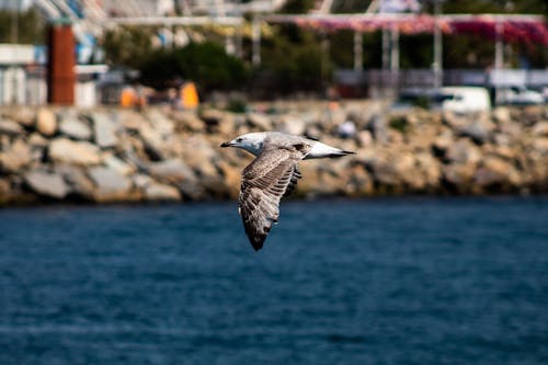 Free Seagull Flying Above Body of Water Stock Photo