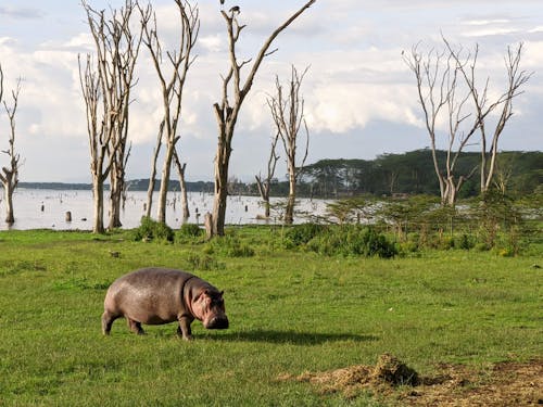 Hippopotamus on Green Grass Field