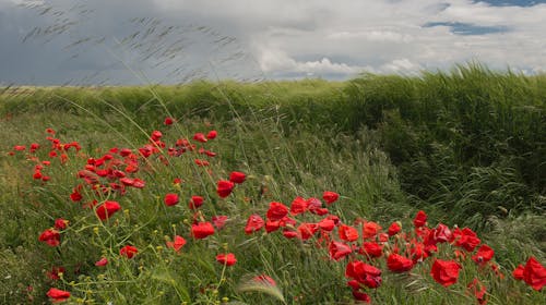 бесплатная Бесплатное стоковое фото с поле, трава, флора Стоковое фото