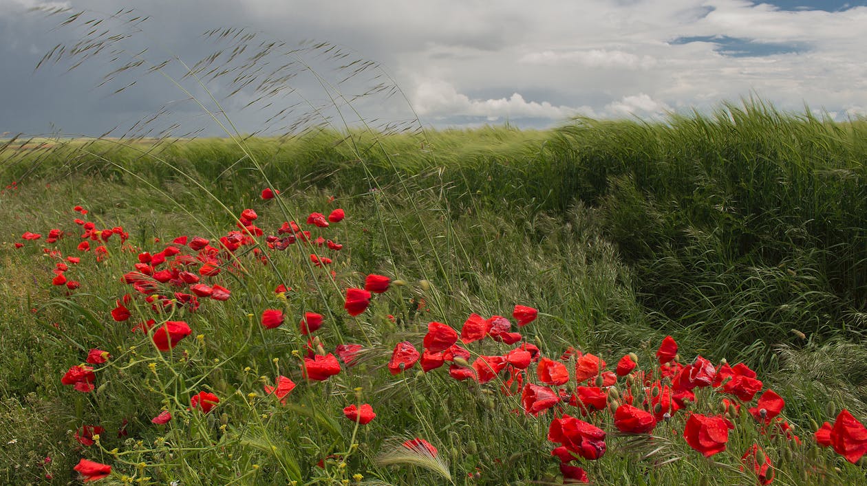 Red Flowers on Green Grass Field