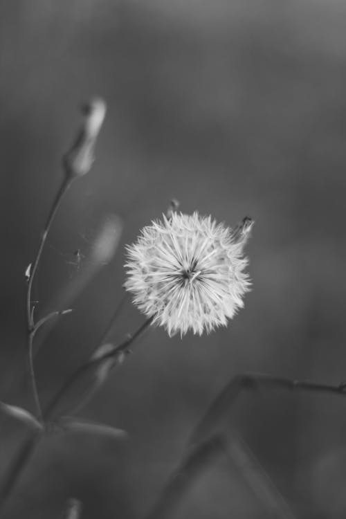 Imagine de stoc gratuită din a închide, alb-negru, floare