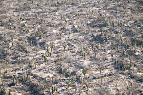 免费 仙人掌, 沙漠, 無人空拍機 的 免费素材图片 素材图片