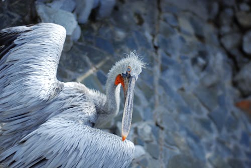 Imagine de stoc gratuită din a închide, animal, aviar