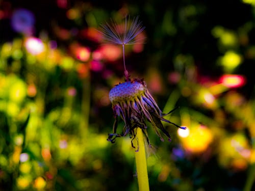 Dandelion  Pusteblume in Farben