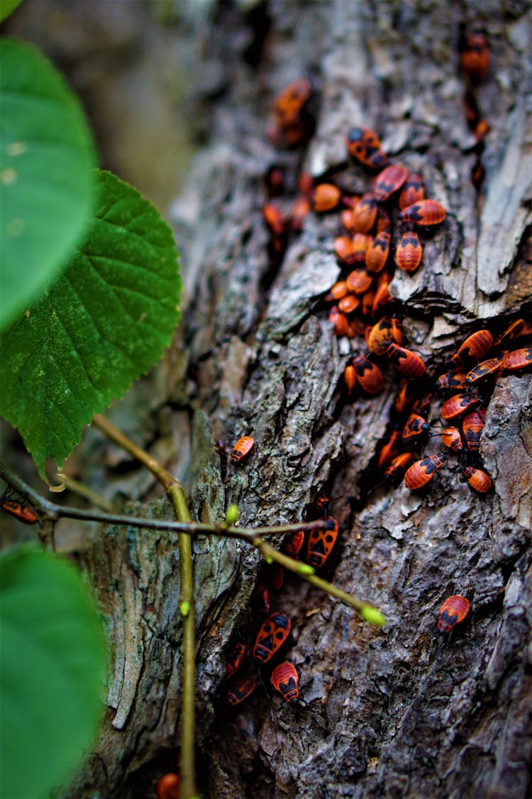 A Swarm Of Orange And Black Beetles On Tree