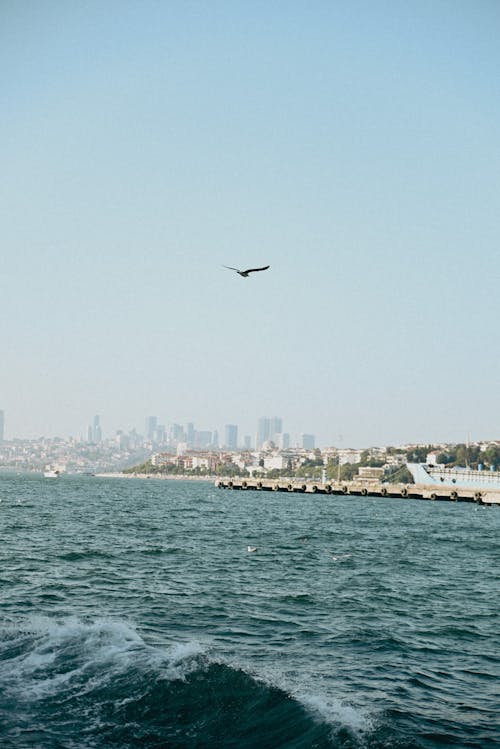 Darmowe zdjęcie z galerii z latanie, mewa, morze