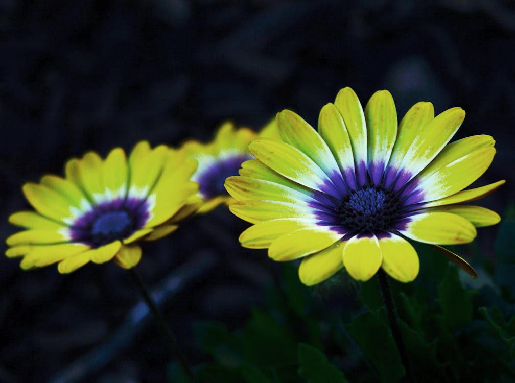 黃色和紫色的花瓣花