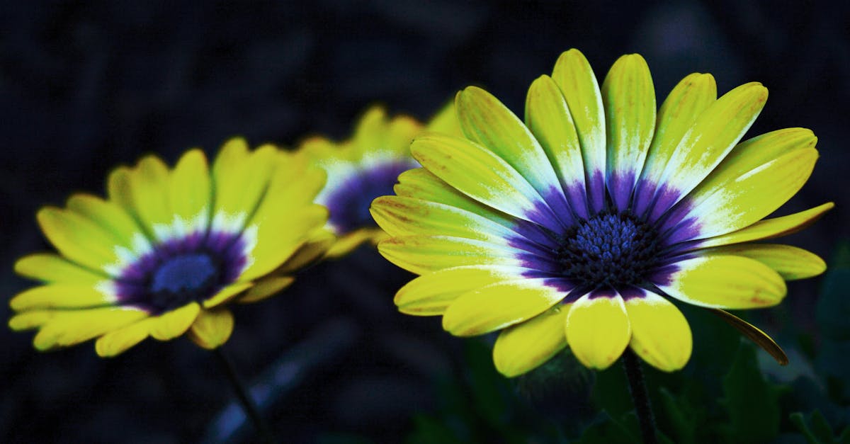 Yellow and Purple Petaled Flower