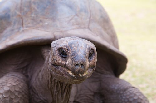 A Turtle in Close-up Shot