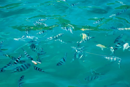 Free Fishes Swim in the Sea Stock Photo