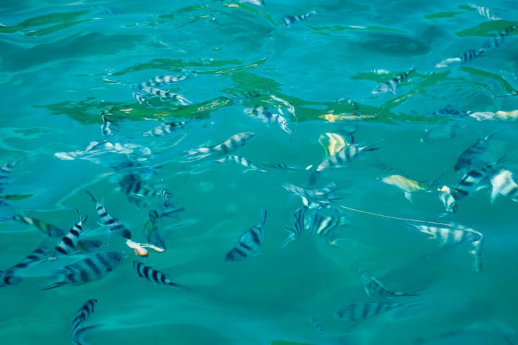 Fishes Swim In The Sea
