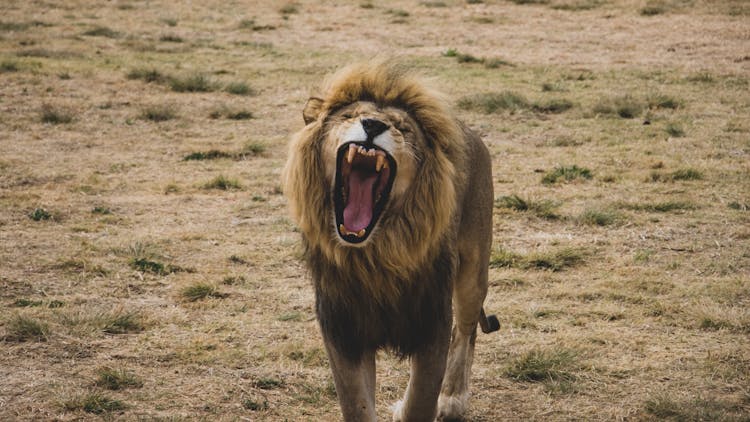 Close Up Of Lion Roaring
