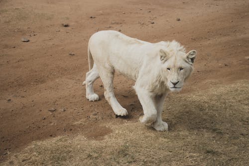 Photo of a Transvaal Lion