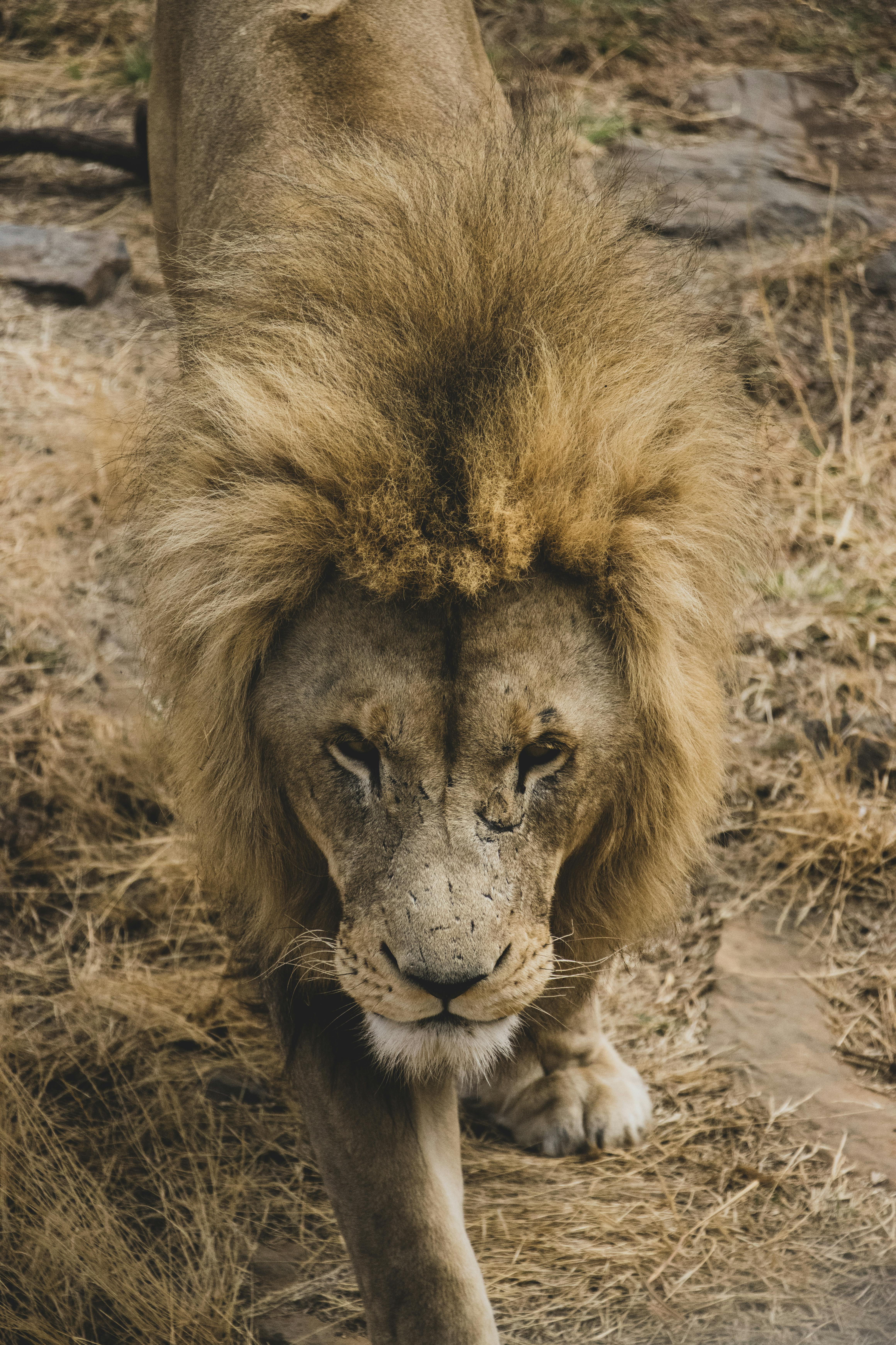 Brown Lion on Brown Grass Field · Free Stock Photo