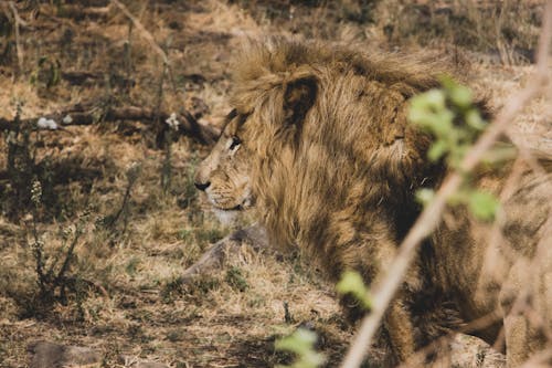 Photo of a Male Lion 
