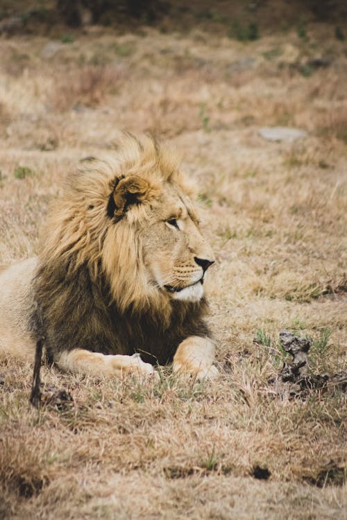 ライオン, 動物, 垂直ショットの無料の写真素材