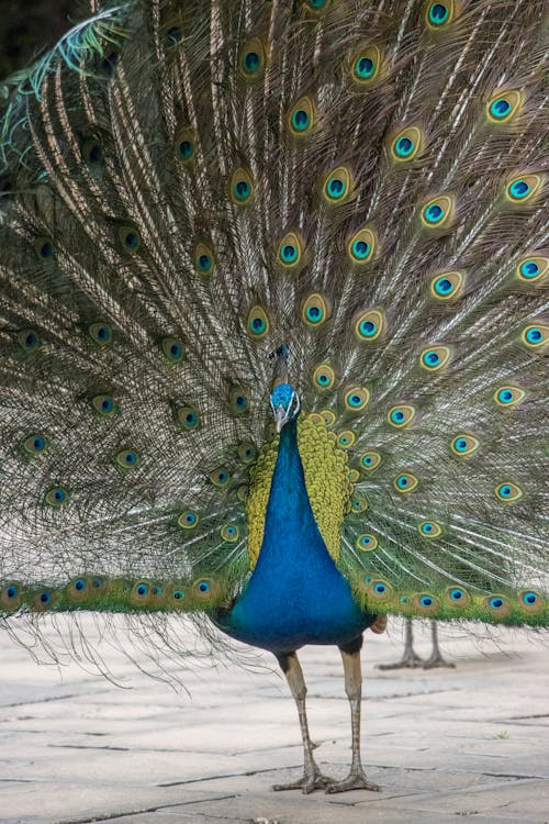 A Peacocks Showing Its Tail