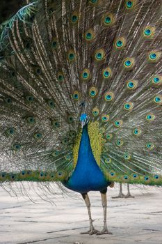 peacock photo