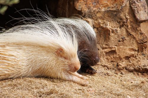 Free Two porcupines resting peacefully in their natural surroundings, showcasing their distinctive spines. Stock Photo