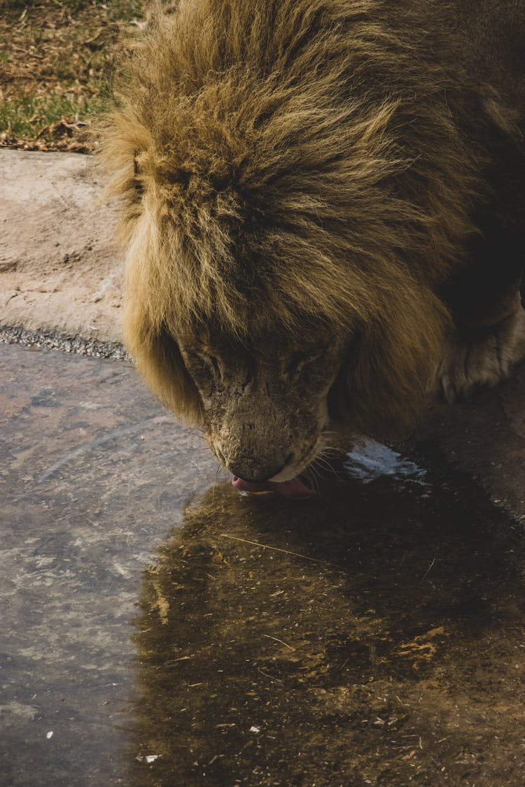 Brown Lion Drinking Water