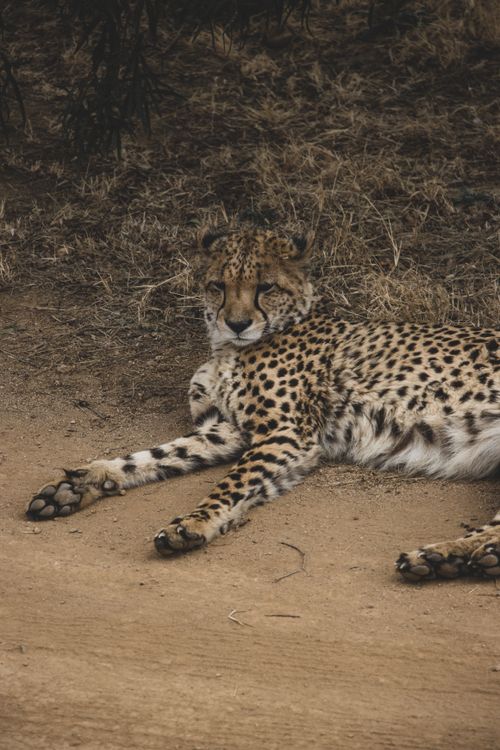 Free Close-up of a cheetah resting on dry ground, showcasing its spotted fur and natural habitat. Stock Photo