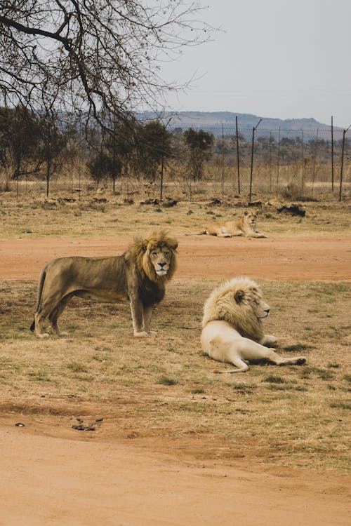 Lions  Resting on Grassland