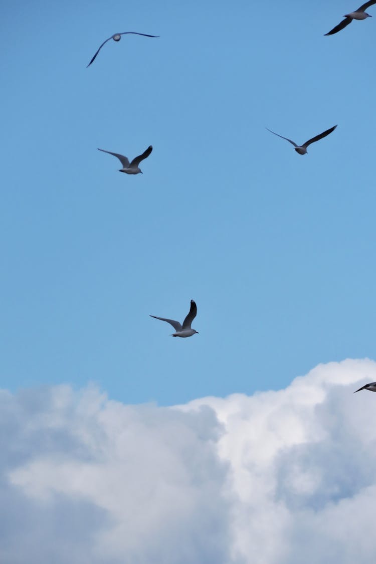 Birds Flying Under Blue Sky