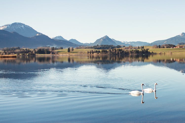 Swans Floating On Lake 