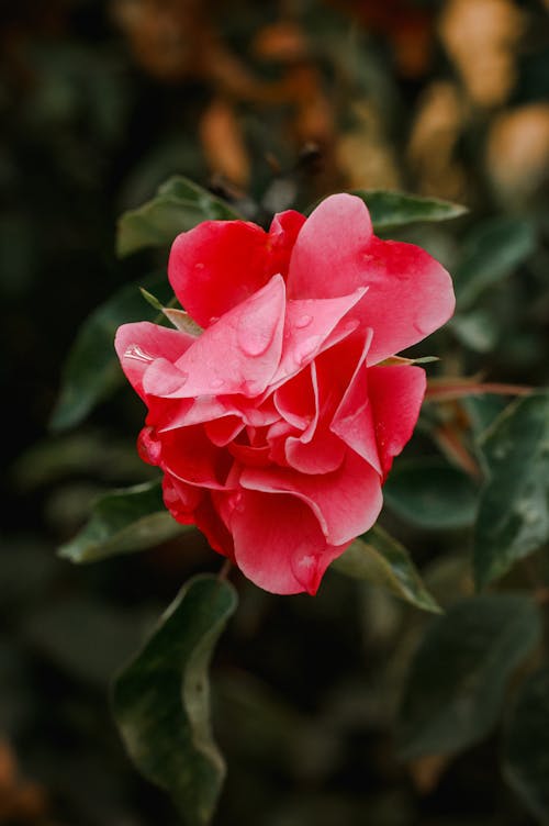 Flower in Close Up Photography