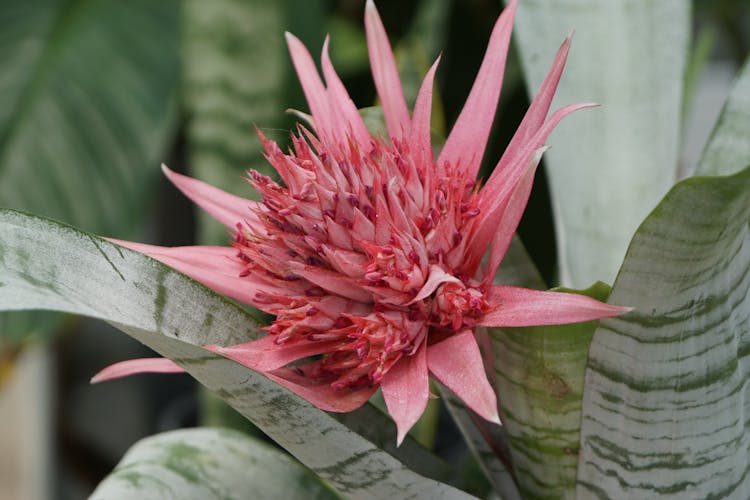  Urn Plant With Pink Flower