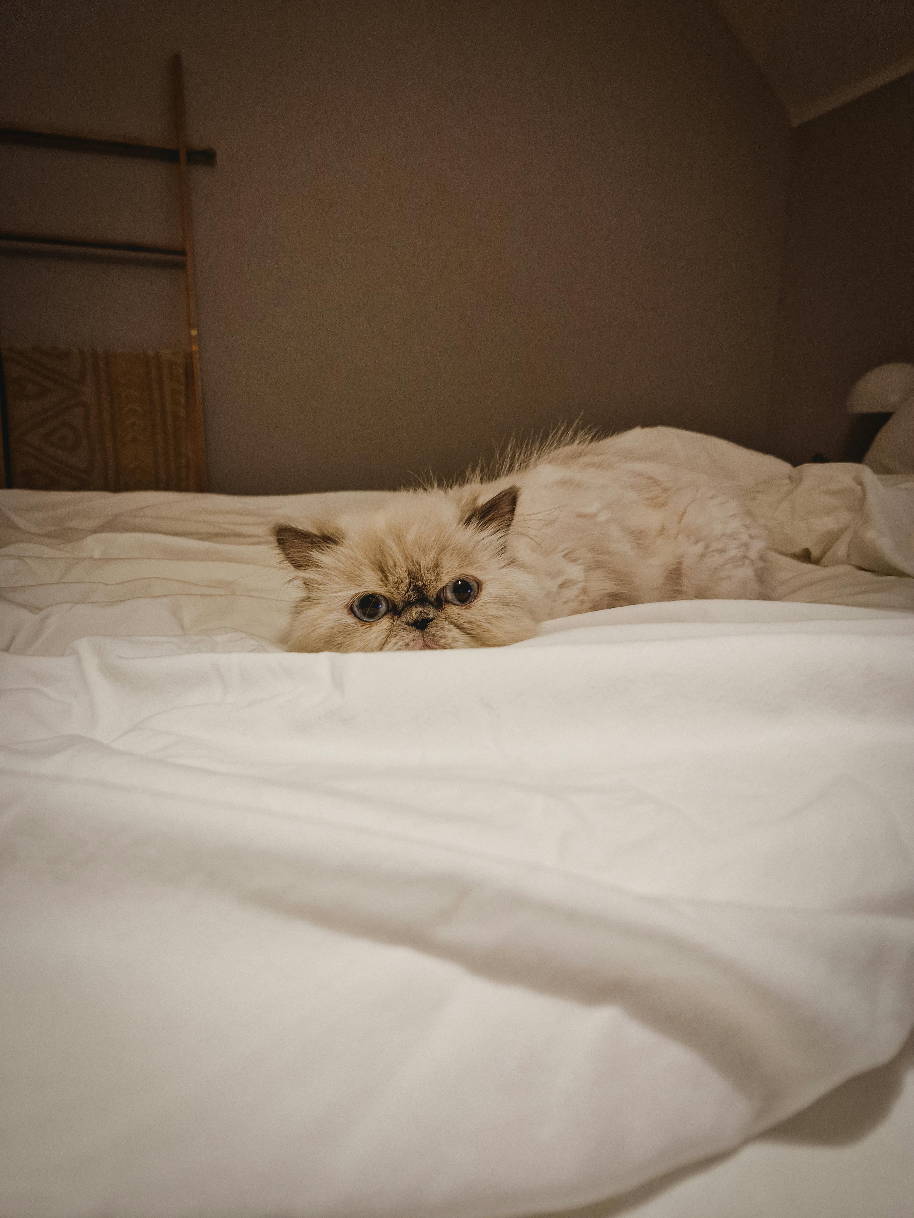 A Cat on the Bed · Free Stock Photo