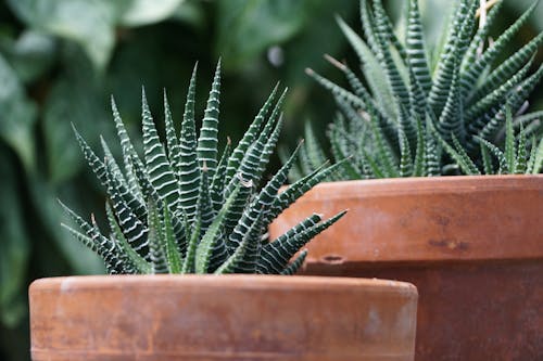 Plants in Pots