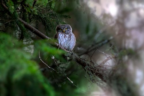 A Eurasian Pygmy Owl Perched on a Branch 