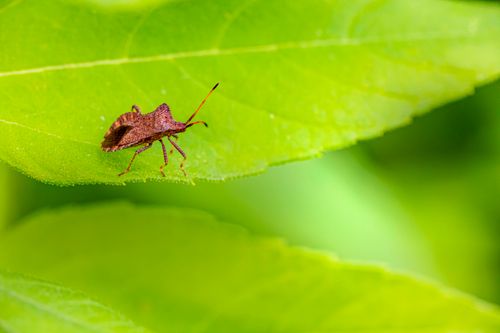Free Detailed macro image of a dock bug perched on a vibrant green leaf in natural light. Stock Photo