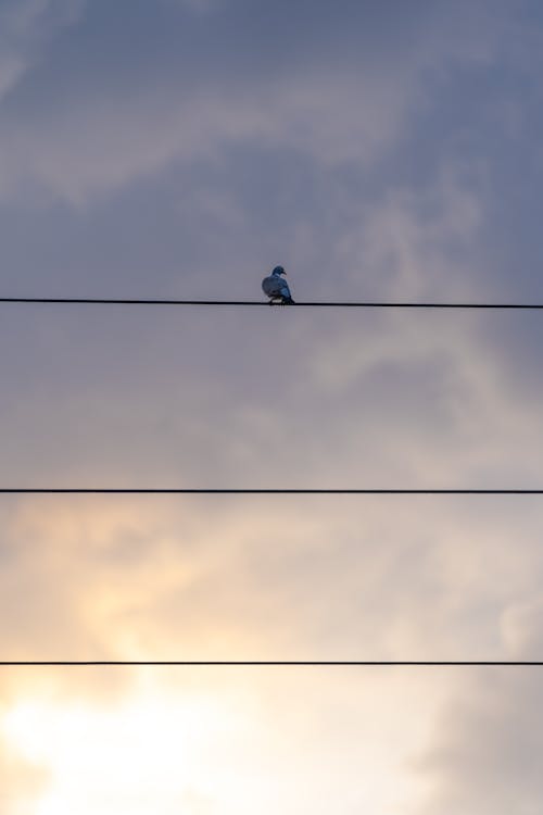 Ilmainen kuvapankkikuva tunnisteilla eläin, johdot, kyyhöttävä