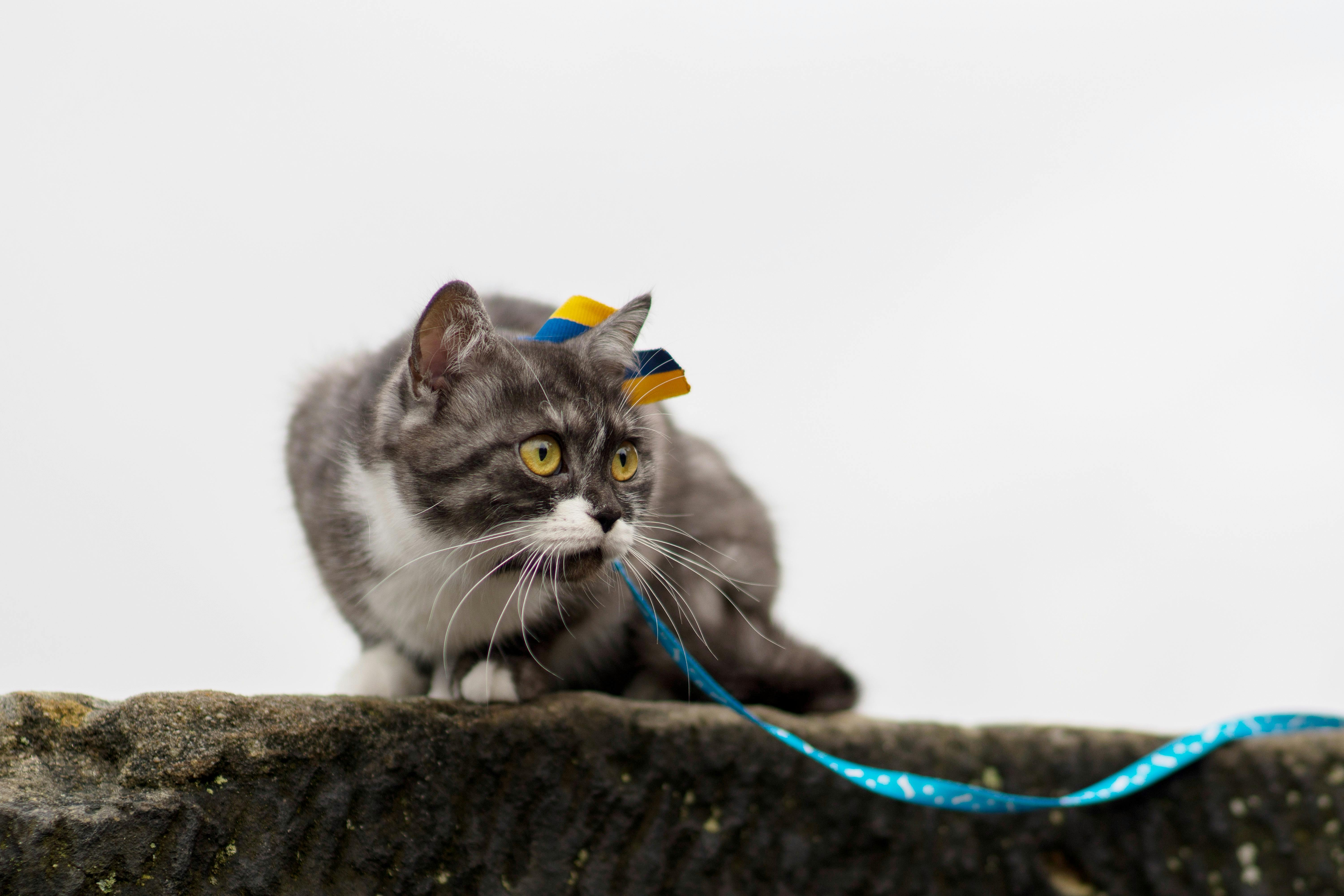 Close-up of a cute bicolor cat with colorful ribbon and leash outdoors. Perfect for pet lovers.