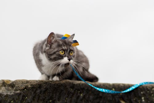 Fotobanka s bezplatnými fotkami na tému bicolor cat, domáce zviera, fúzy