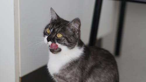 A Bicolor Cat With Yellow Eyes 