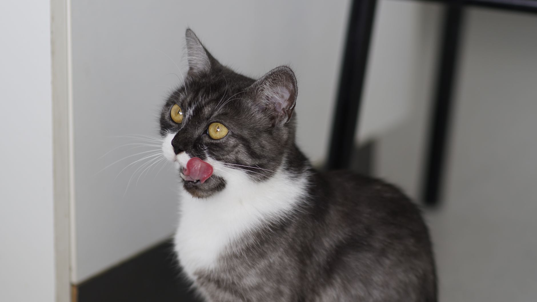 A cat undergoing diagnostic blood testing at a veterinary clinic