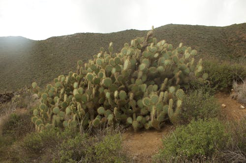 Green Cactus Plants on Brown Soil