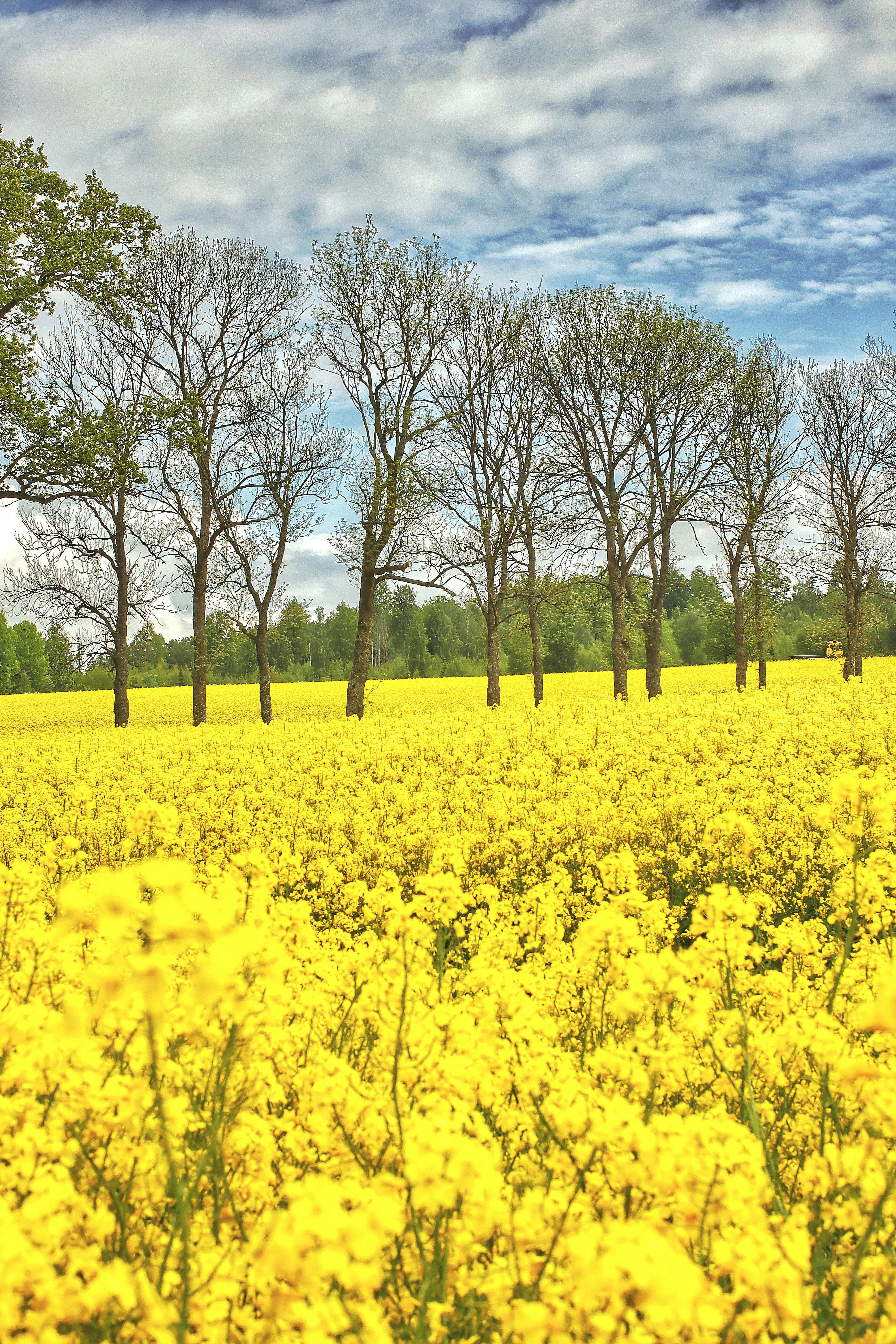 Yellow Flower Field Near Bare Trees · Free Stock Photo