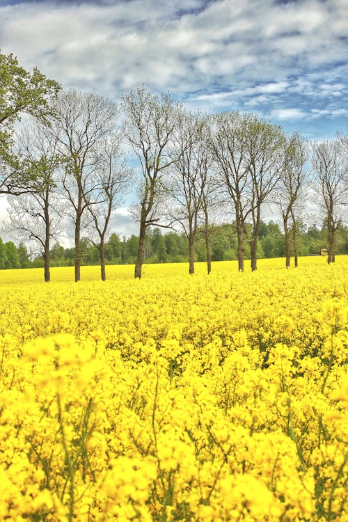 Yellow Flower Field Near Bare Trees