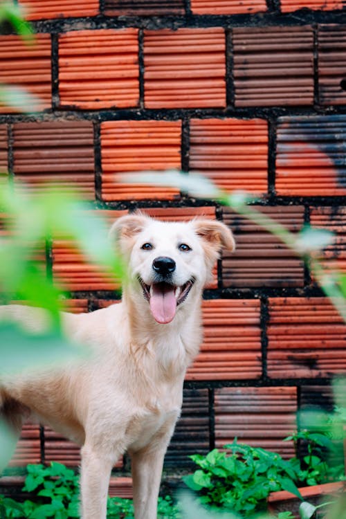 Foto d'estoc gratuïta de animal, bufó, caní