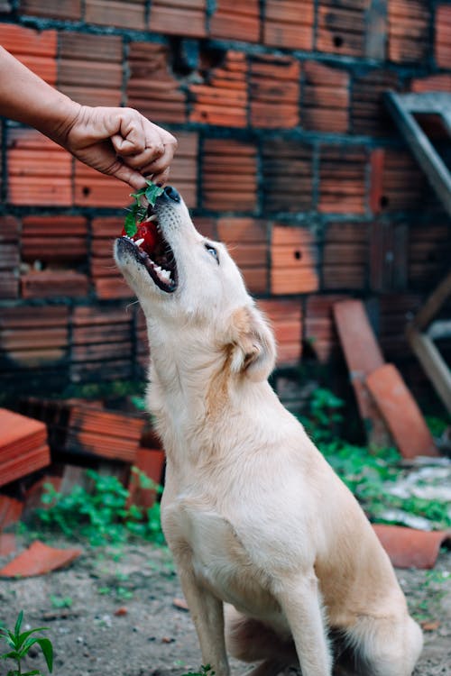 Free Photo of a Dog Eating Stock Photo
