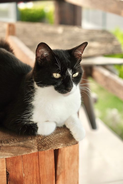 Free A black and white cat sitting comfortably on a wooden bench outdoors. Stock Photo