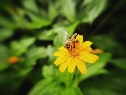Free Honey Bee Stock Photo