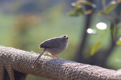 Free Bird Stock Photo